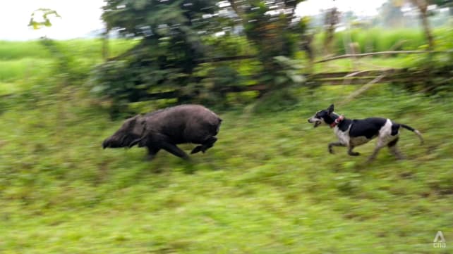 Dogs, boars engage in a brutal standoff in a controversial West Sumatra tradition