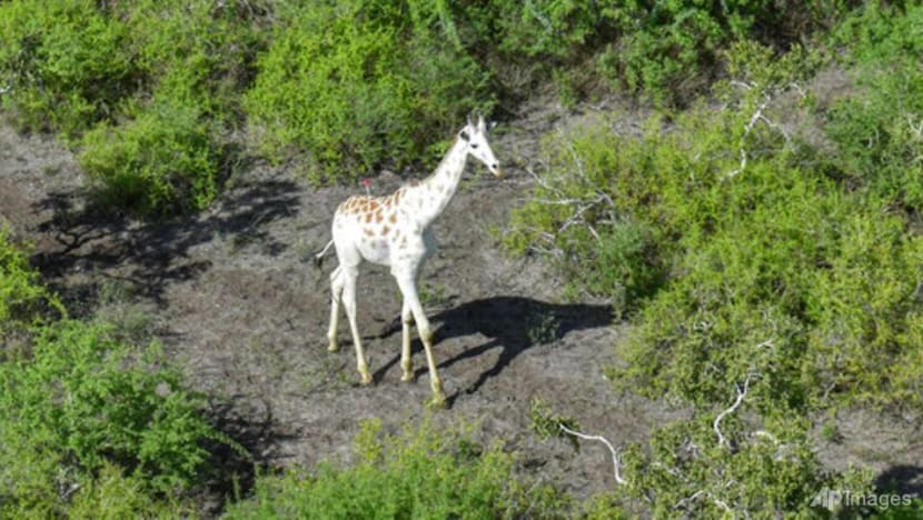 World's last known white giraffe gets GPS tracking device World's last known white giraffe gets GPS tracking device