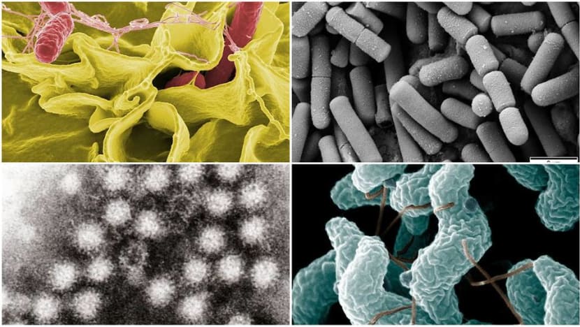 Spize food poisoning: 6 types of pathogens found