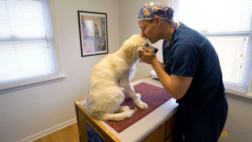 US regulators inch toward pet-insurance rules as Sir Purrs A Lot ails US regulators inch toward pet-insurance rules as Sir Purrs A Lot ails