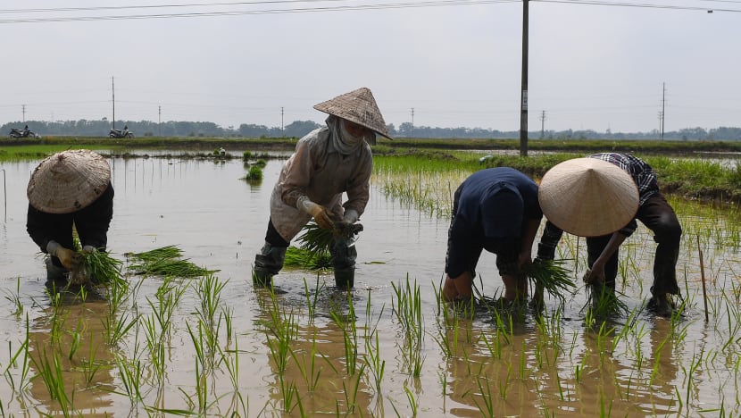 Bangladesh mahu tambah simpanan beras; import dari Vietnam & India Bangladesh mahu tambah simpanan beras; import dari Vietnam & India