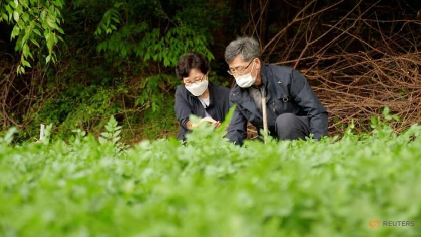 'That's my story': Oscar winner thrills South Korean minari farmers 'That's my story': Oscar winner thrills South Korean minari farmers