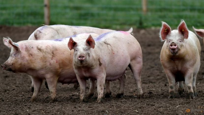 Save our bacon, British farmers demand as pig cull looms Save our bacon, British farmers demand as pig cull looms