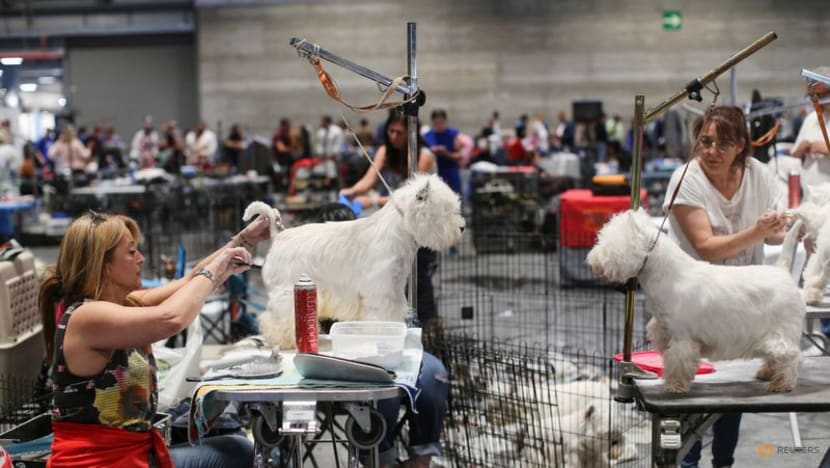 Who's top dog? Spain holds world contest Who's top dog? Spain holds world contest