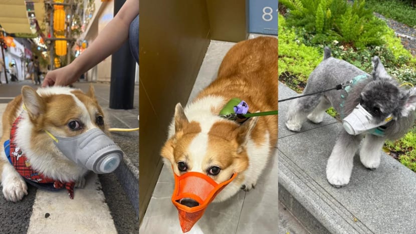  ‘I pity those little lives’: Worried pet owners mask up dogs after suspected poisoning cases in China