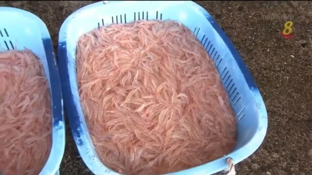 日本富山湾名产玻璃虾拍卖 吸引业者竞标