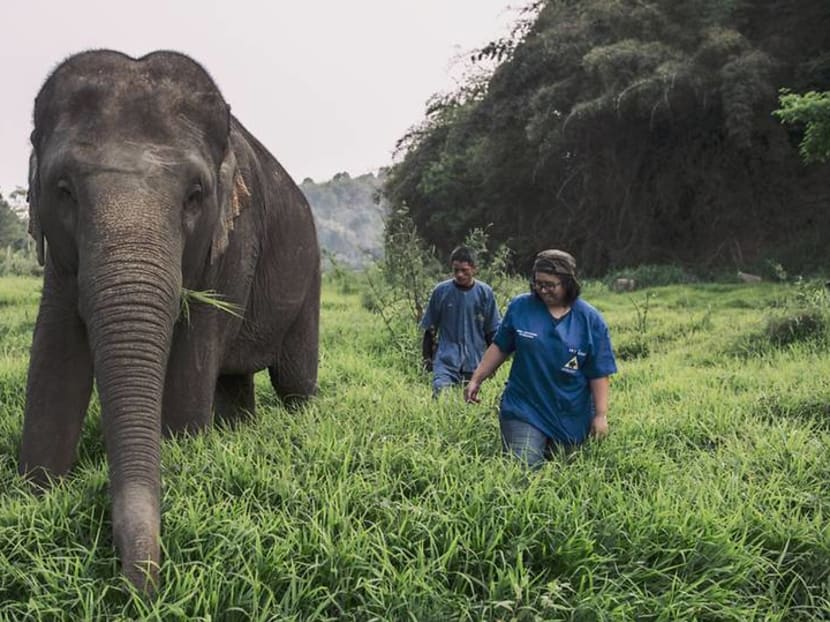 For US$75, you can Zoom with elephants in Thailand and help fund their care 