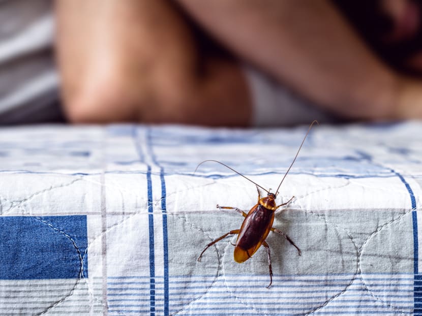 What should you do if a cockroach crawls inside your ear? Don’t try to get it out yourself, says a doctor What should you do if a cockroach crawls inside your ear? Don’t try to get it out yourself, says a doctor