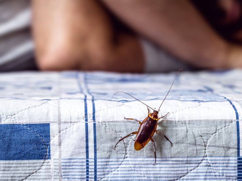 What should you do if a cockroach crawls inside your ear? Don’t try to get it out yourself, says a doctor