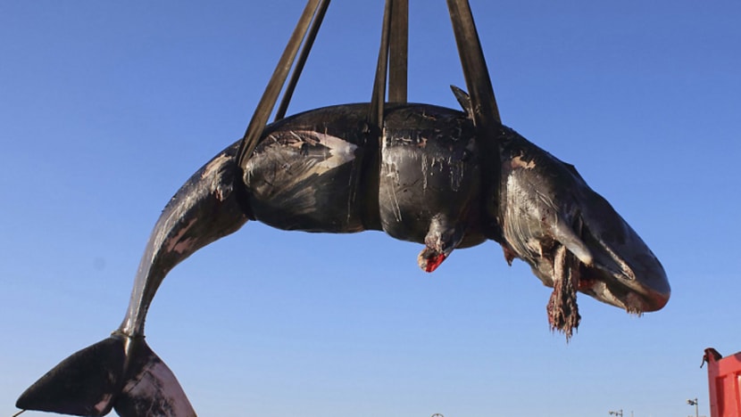 Dead sperm whale found off Italian island had 22kg of plastic in stomach: Report Dead sperm whale found off Italian island had 22kg of plastic in stomach: Report