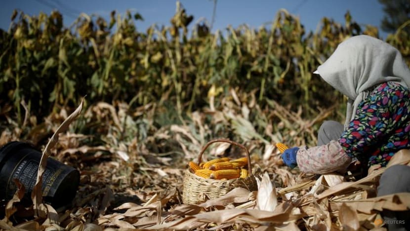 Beijing biotech firm banks on GM corn in race to be China's Monsanto Beijing biotech firm banks on GM corn in race to be China's Monsanto