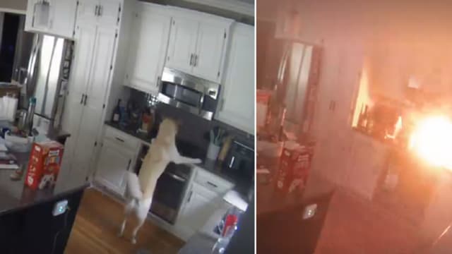 宠物狗误触电磁炉　整个厨房瞬间烧毁