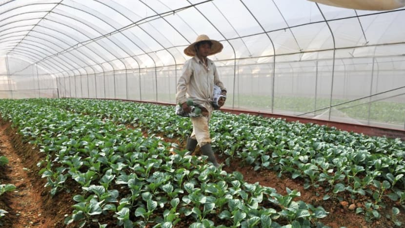 Lim Chu Kang to be transformed into high-tech agri-food cluster under SFA master plan Lim Chu Kang to be transformed into high-tech agri-food cluster under SFA master plan