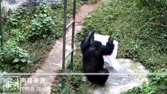 中国黑猩猩爱洗衣服被评为“劳模”  网友：比我男友勤快！