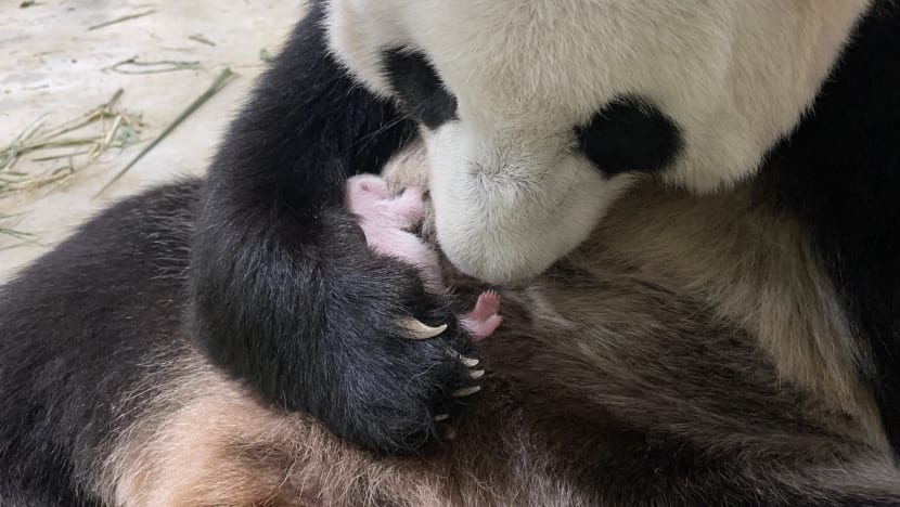 ‘We were worried’: Kai Kai and Jia Jia’s keeper on panda cub birth