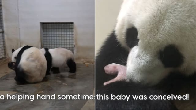 野生动物保育集团新视频 分享嘉嘉怀孕过程
