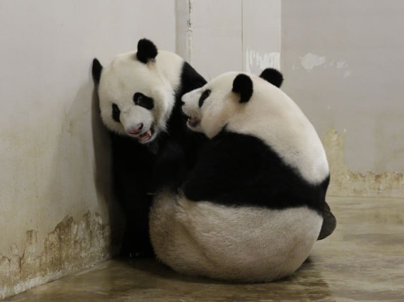 Giant panda Jia Jia artificially inseminated again after mating attempt fails