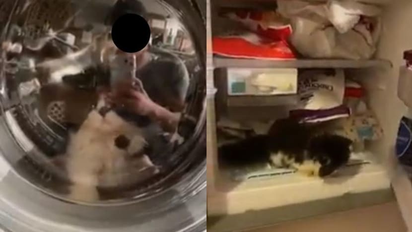 AVS siasat kes anak kucing diletak dalam peti sejuk, mesin cuci baju