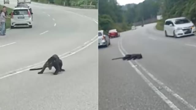 马国公路罕见意外 黑豹过马路遭撞死 