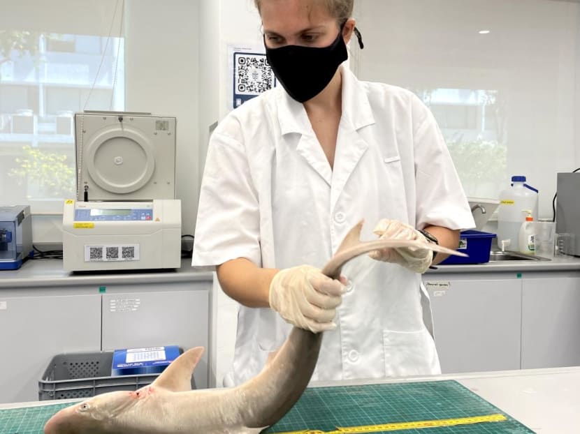 The author getting data from a blackspot shark that was caught by a longline. (The animals in the photos were incidentally caught by fisheries, not killed for research.) The author getting data from a blackspot shark that was caught by a longline. (The animals in the photos were incidentally caught by fisheries, not killed for research.)