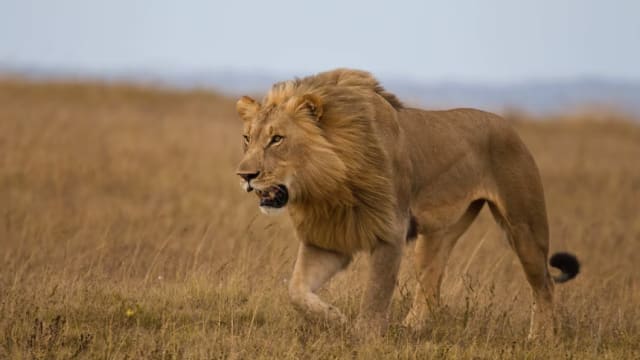 新研究：相比狮子 非洲野生动物更怕人类