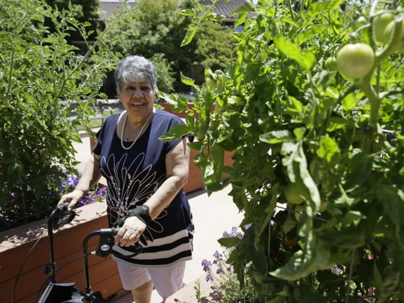 Ms Cynthia Guzman walks through a garden outside her home in Napa, Calif. Guzman underwent a special kind of PET scan that can detect a hallmark of Alzheimer’s and learned she didn’t have that disease as doctors originally thought, but a different form of dementia. Photo: AP Photo/Eric Risberg