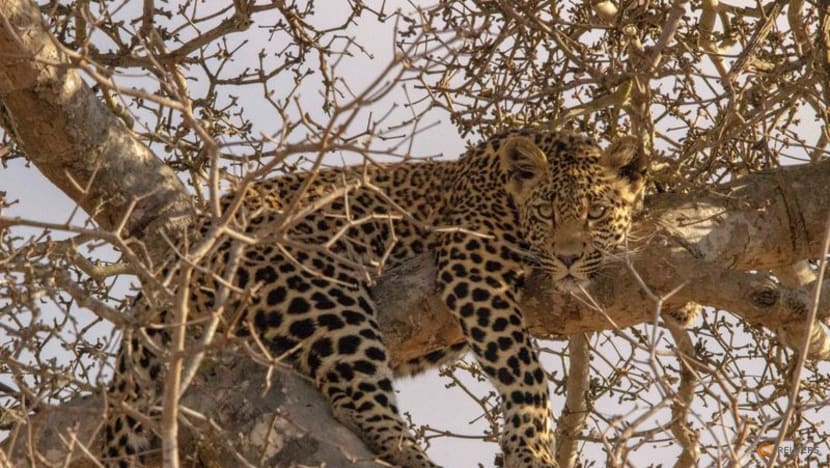 Sale of animal-linked NFTs raises conservation funds for South African reserve Sale of animal-linked NFTs raises conservation funds for South African reserve