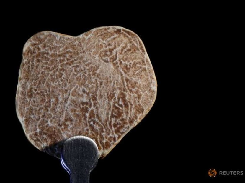 Finding truffles: Documentary sniffs out a dying Italian art Finding truffles: Documentary sniffs out a dying Italian art