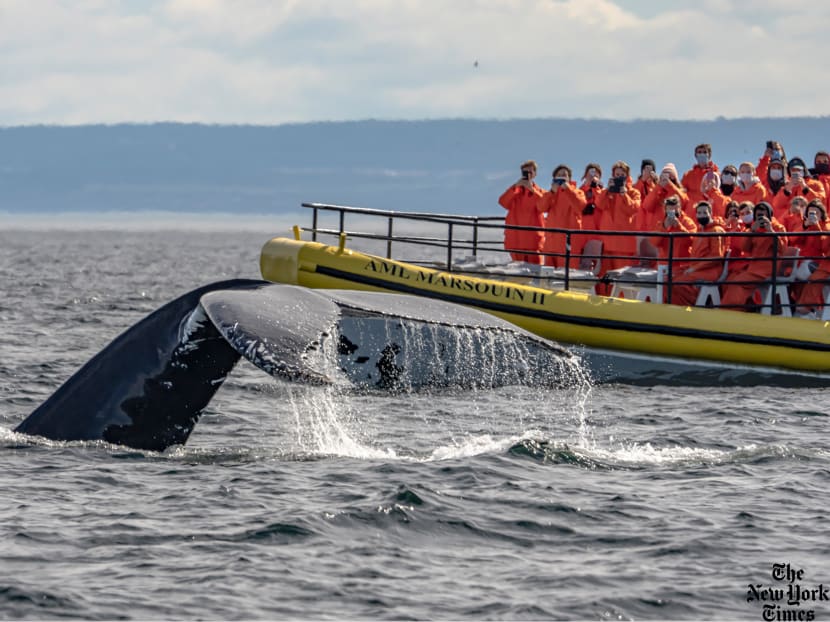 A family adventure in Canada, with whales so close you can touch them
