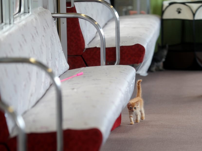 Gallery Cats on a train! Japan railway lets felines roam to raise awareness of strays TODAY