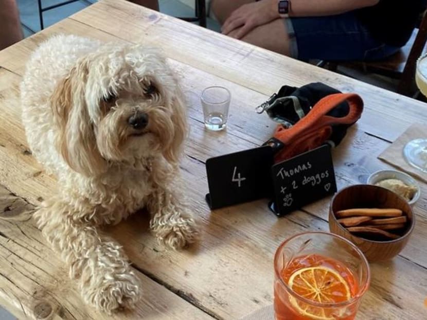 A Bloodhound Mary please bartender, and one for my dog A Bloodhound Mary please bartender, and one for my dog