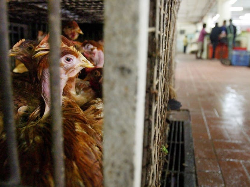 Malaysia bans chicken exports: What you need to know