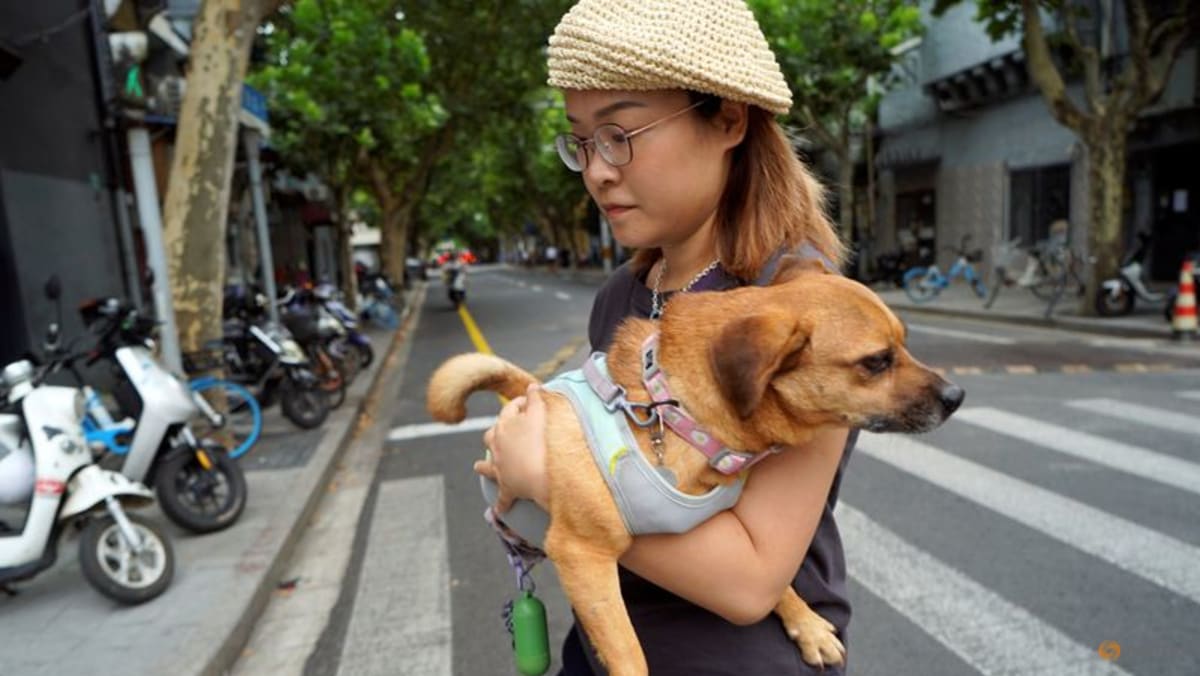 Chinese pet owners gear up their dogs and cats for summer swelter