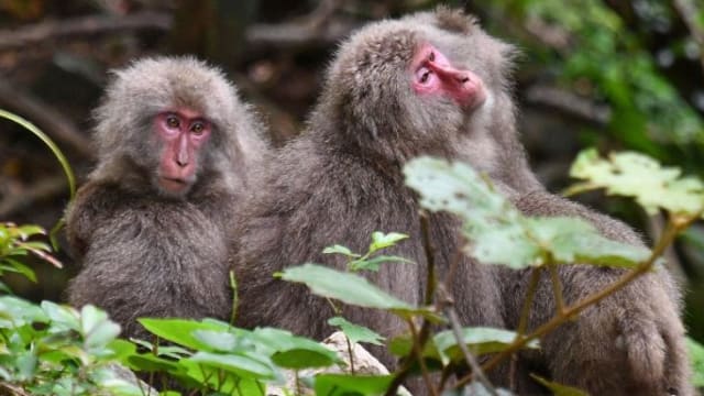 14只猴子集体出逃 冲绳动物园全力“通缉”