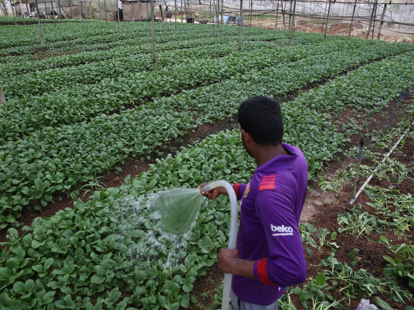 390ha of land in Lim Chu Kang to be redeveloped into a hightech agri