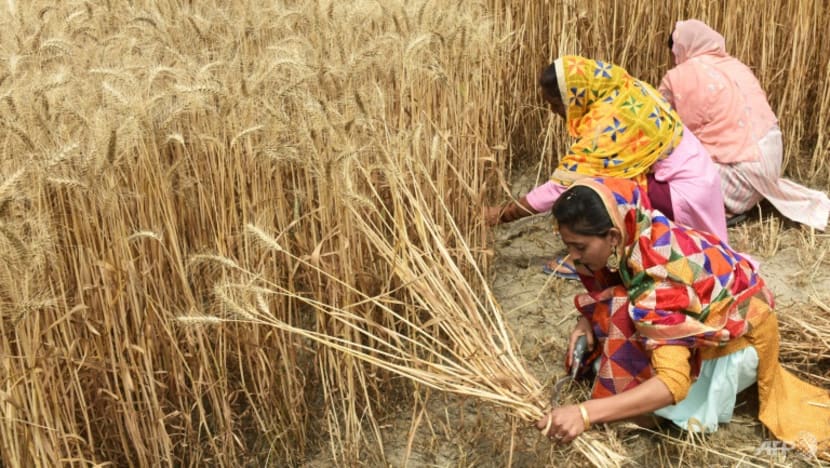 Countries growing 70% of world's food face 'extreme' heat risk by 2045 Countries growing 70% of world's food face 'extreme' heat risk by 2045