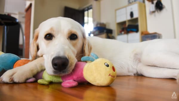Still a pup but taking her human to places - as the first guide dog fully trained in Singapore