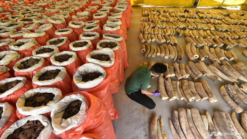 Singapore seizes record haul of ivory alongside pangolin scales in S$66m shipment Singapore seizes record haul of ivory alongside pangolin scales in S$66m shipment