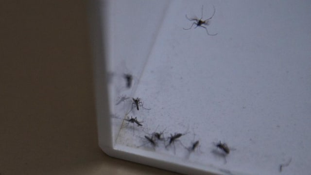 自2020年起 2万多户家庭因住家滋生蚊子被罚款