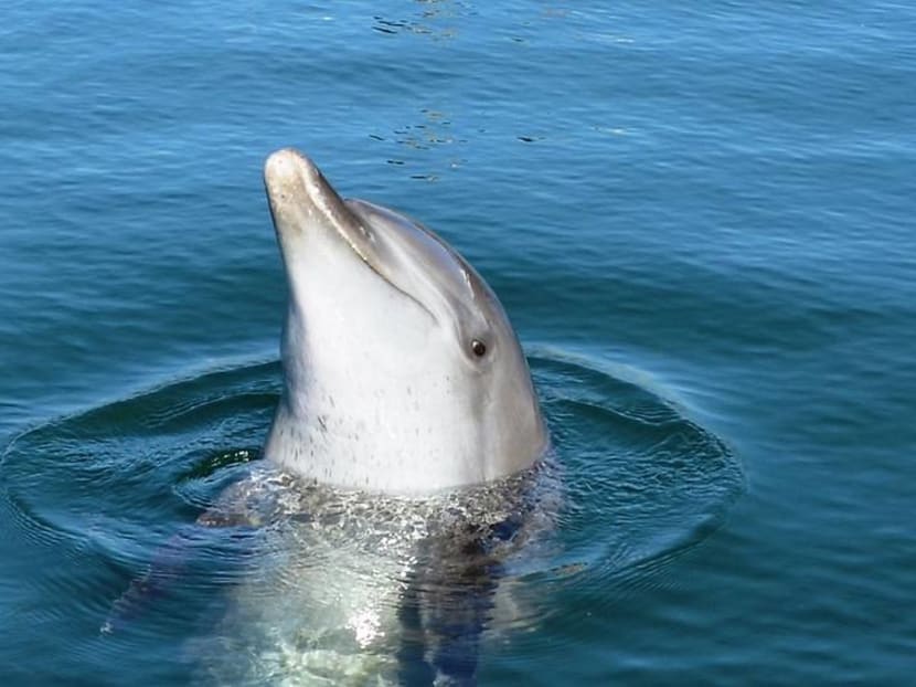 Bali hosts first centre to return captive and rescued dolphins to the wild Bali hosts first centre to return captive and rescued dolphins to the wild