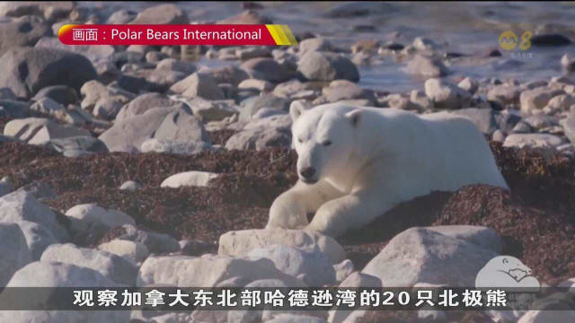 数十只北极熊因无冰季节延长 面临更高饥饿风险