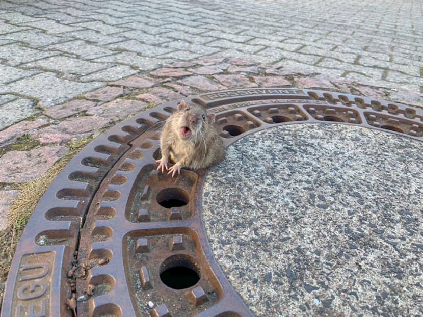 Photo of the day: A rat reacts after being stuck in a manhole cover in Bensheim-Auerbach, Germany. The picture of the trapped rodent in need of assistance and its subsequent rescue by firefighters captured the hearts of Europeans who took to Twitter to voice their thoughts on the fat rat's rescue.