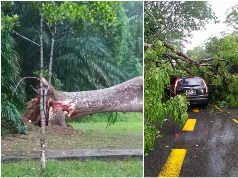 A five-year-old Spanish boy died on Friday (Aug 25), about a week after he was hit by a falling tree along Upper Bukit Timah Road on Aug 17. Photos: Rose Yap/Facebook