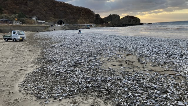 北海道惊现大量死鱼 冲上海岸蔓延一英里