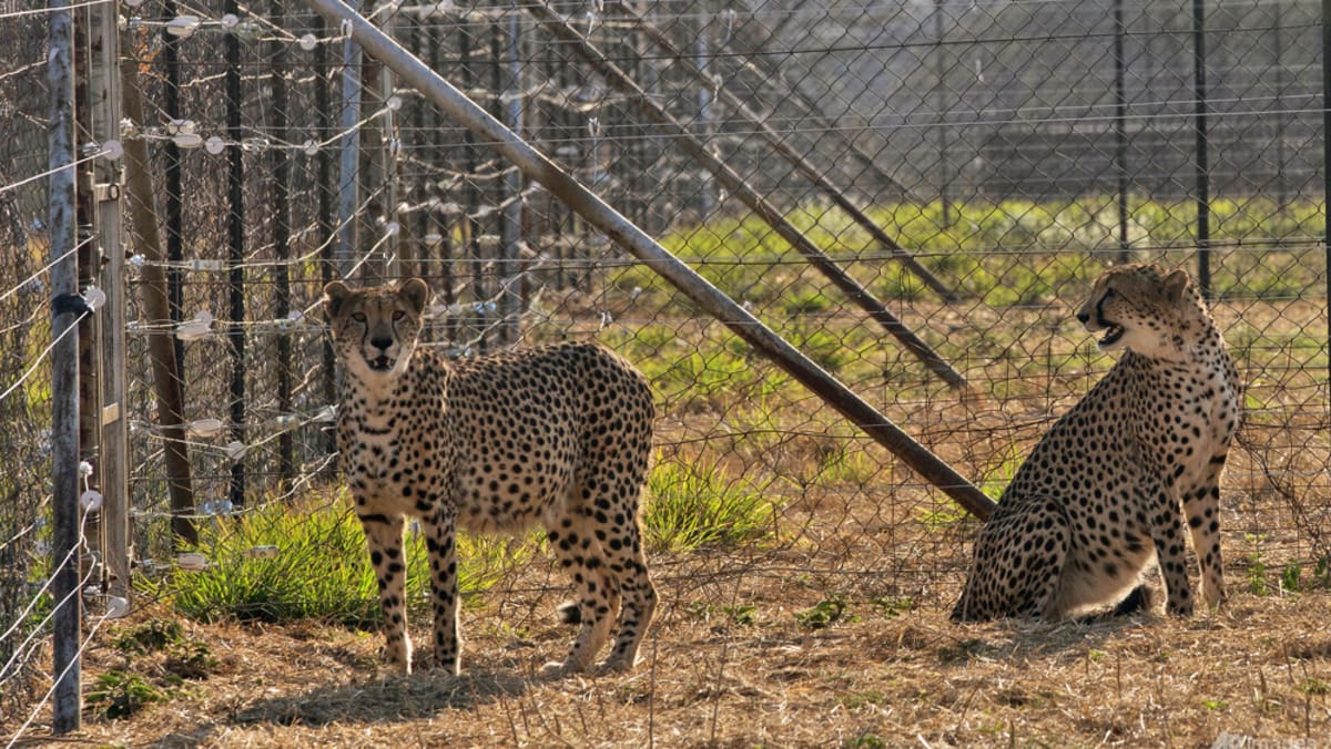 Three cheetah cubs die in India amid sweltering heatwave