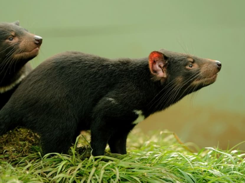 Tasmanian devils in their enclosure at Devil Ark in the Barrington Tops area of Australia's New South Wales state. Photo: AFP