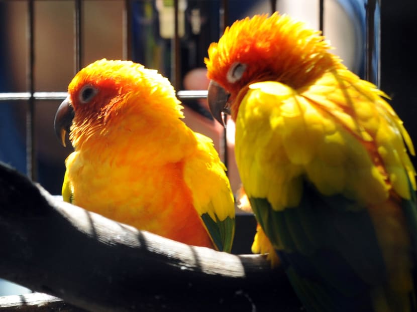 A Sun Conure, similar to the two pictured, was beaten to death with a laundry pole by Tran Thi Thuy Hang after the bird bit her on the cheek.