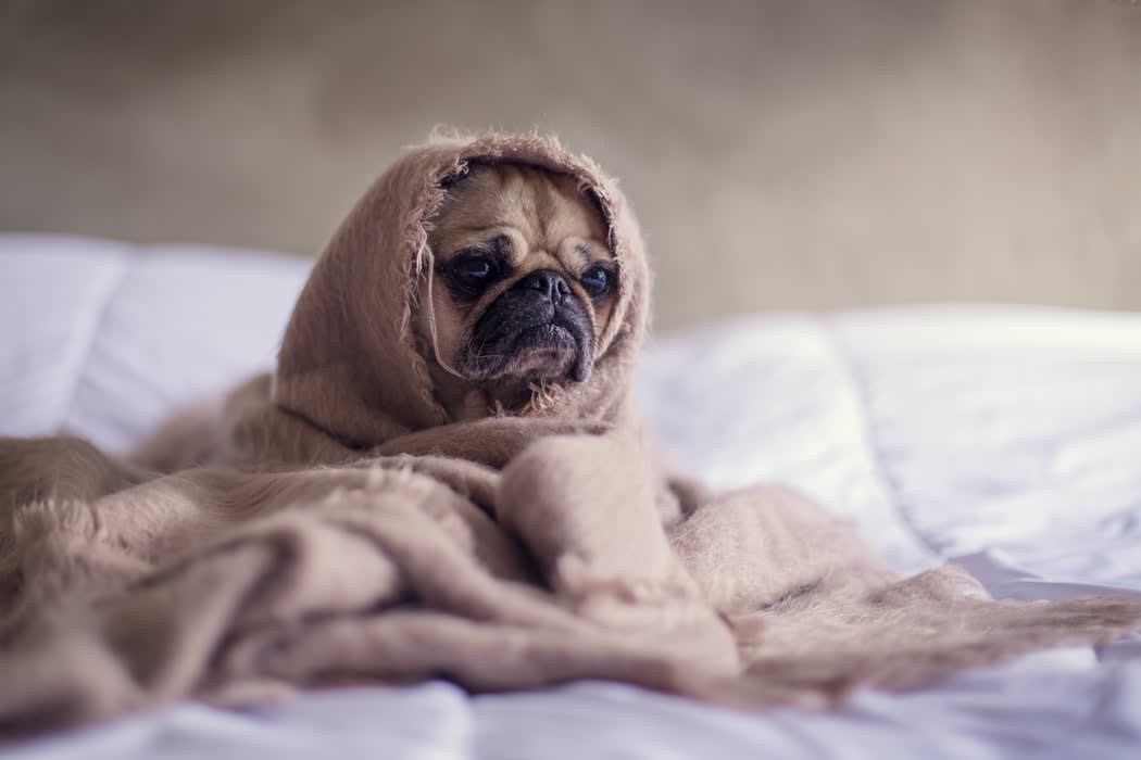10 Things About Shelter Dogs That'll Make You Want To Adopt Right Now 10 Things About Shelter Dogs That'll Make You Want To Adopt Right Now