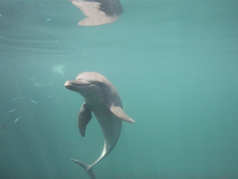 RWS Marine Life Park says it does not run dolphin shows at its facilities. Photo: Resorts World Sentosa