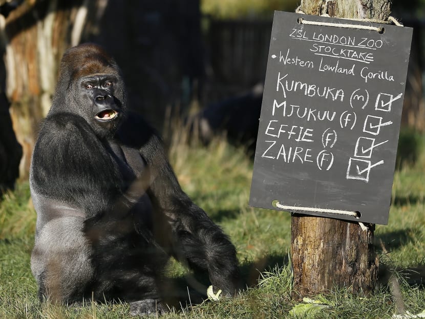 Kumbuka, a male silverback gorilla, sits next to the keeper's chalk board in his enclosure at London Zoo in 2014. Photo: AP